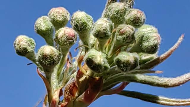 又到一年吃花季,今天上山,采摘初春的第一波野菜,棠梨花!